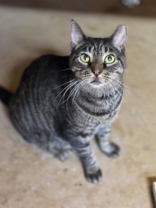 BENTLEY - Domestic Short Hair / Tabby available for adoption