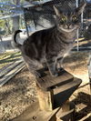 adoptable Cat in  named Shelby