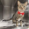 adoptable Cat in  named Taj