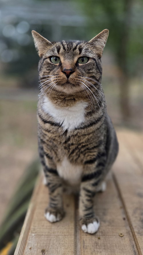 picture of the cat needing adoption