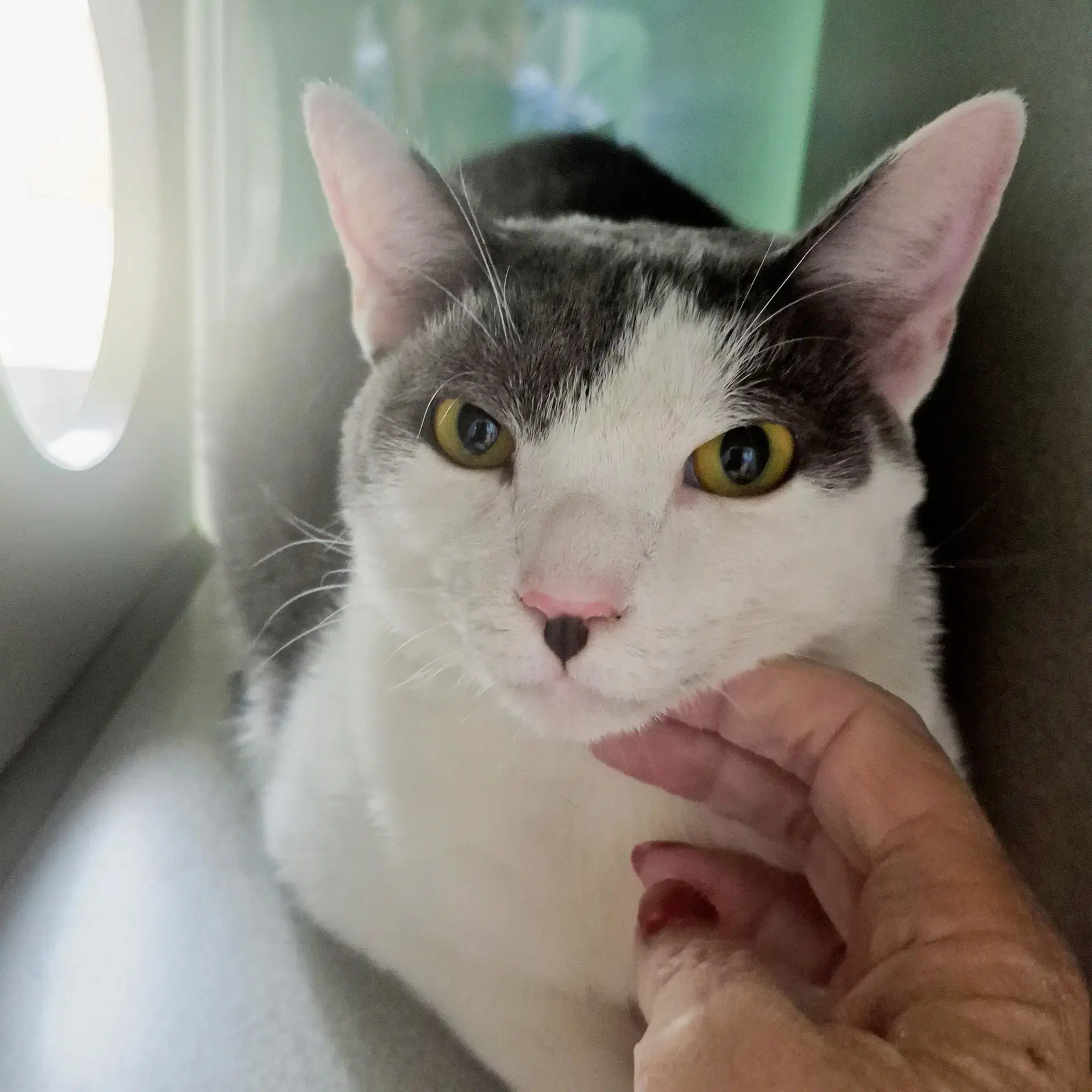 Prince Charming - Tabby
