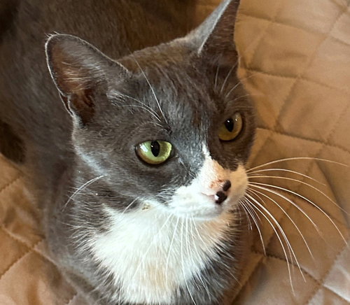MORGAN - Domestic Short Hair available for adoption