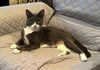 adoptable Cat in magnolia springs, AL named Morgan
