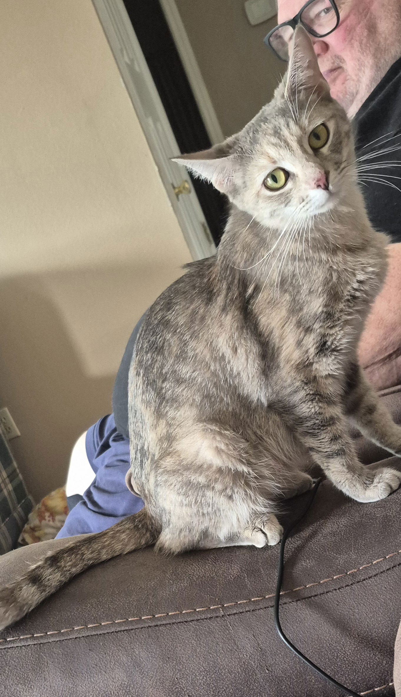adoptable Cat in Magnolia Springs, AL named Grace