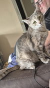 adoptable Cat in magnolia springs, AL named Grace