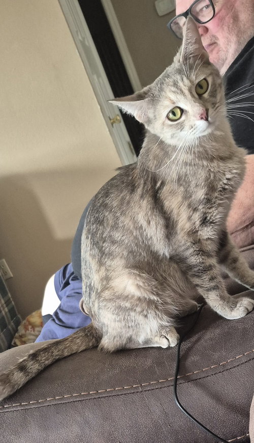 picture of the cat needing adoption