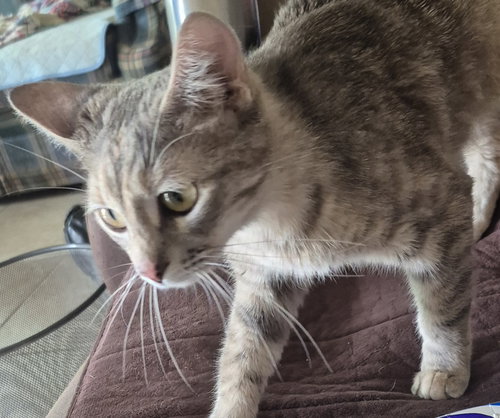 GRACE - Dilute Tortoiseshell / Domestic Short Hair available for adoption