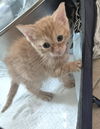 adoptable Cat in magnolia springs, AL named Guinevere