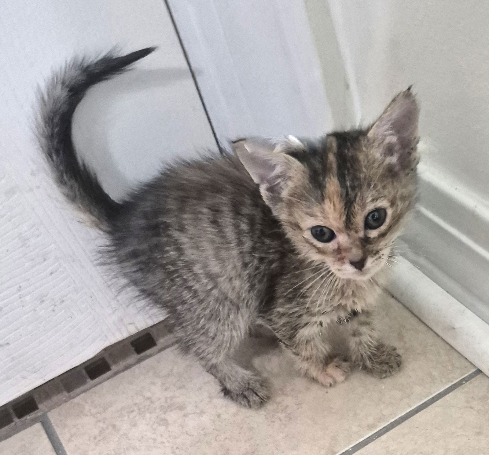 adoptable Cat in Magnolia Springs, AL named Georgette