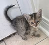 adoptable Cat in magnolia springs, AL named Georgette