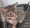 adoptable Cat in Magnolia Springs, AL named Galahad