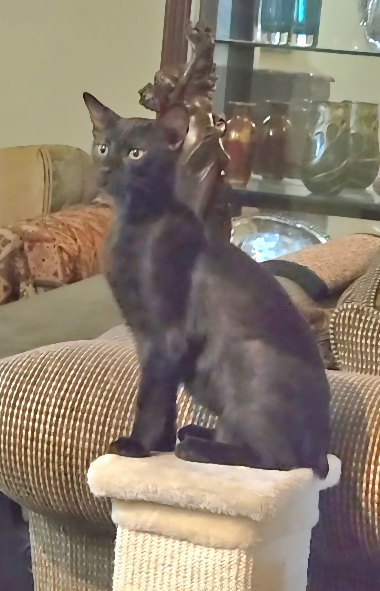 adoptable Cat in Magnolia Springs, AL named Montana