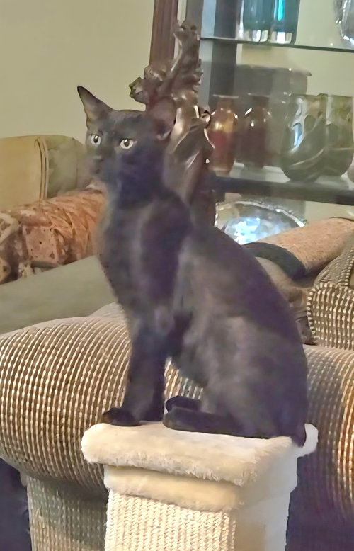 MONTANA - Manx / Bombay available for adoption