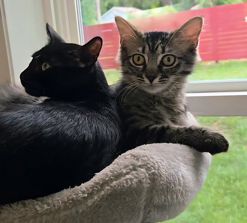 MONTANA - Manx / Bombay available for adoption