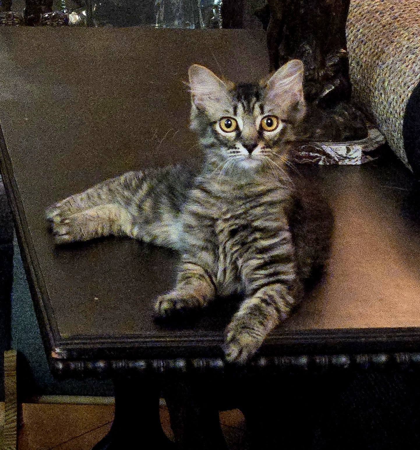 adoptable Cat in Magnolia Springs, AL named Mercedes
