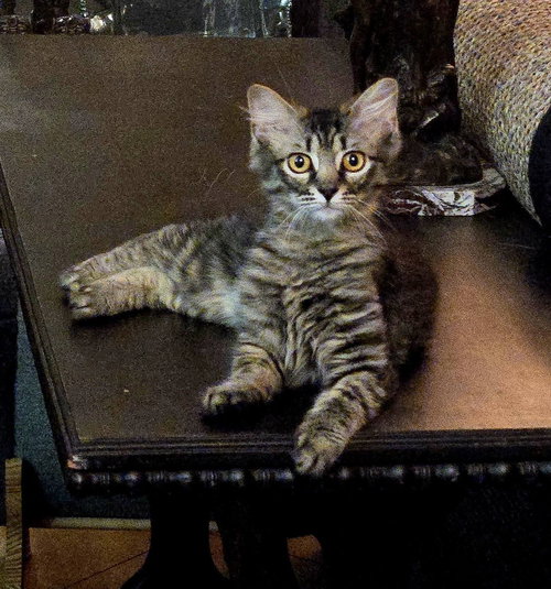 MERCEDES - Manx / Domestic Long Hair available for adoption