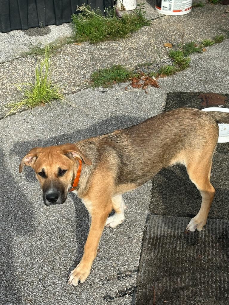 adoptable Dog in Magnolia Springs, AL named Tiger