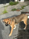adoptable Dog in  named Tiger
