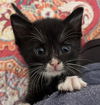 adoptable Cat in  named Diega