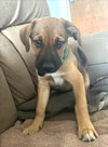 Bubba - Photo 4