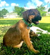Bubba - Photo 5