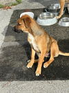 adoptable Dog in  named Bubba