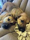 Bubba - Photo 1