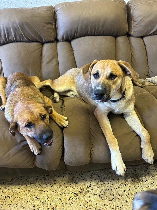 BUBBA - Black Mouth Cur / Labrador Retriever available for adoption