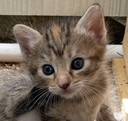 picture of the cat needing adoption