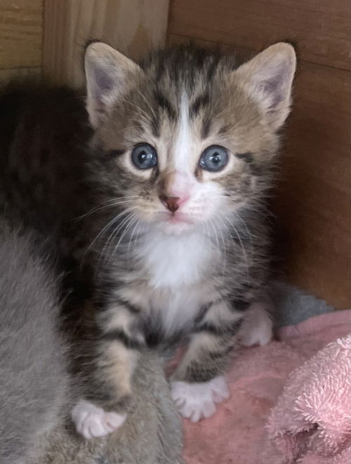 picture of the cat needing adoption