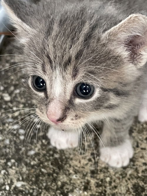 picture of the cat needing adoption