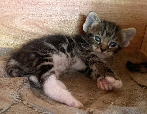 picture of the cat needing adoption