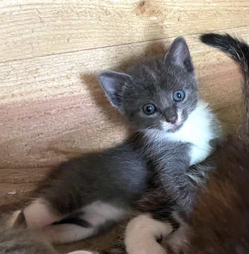 picture of the cat needing adoption