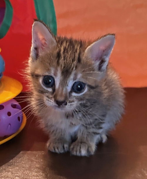 picture of the cat needing adoption