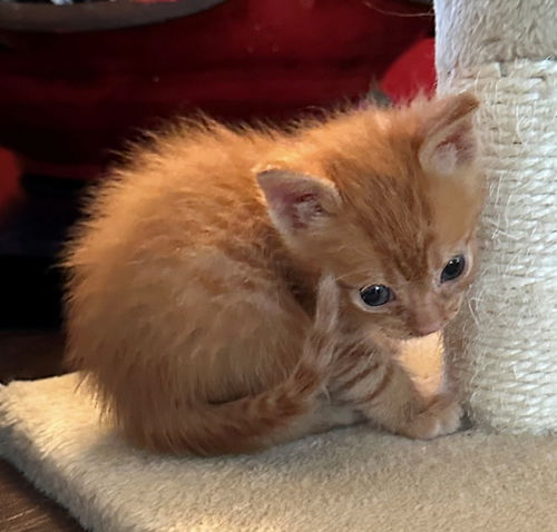 picture of the cat needing adoption
