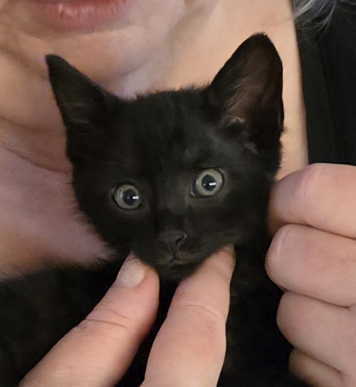 picture of the cat needing adoption