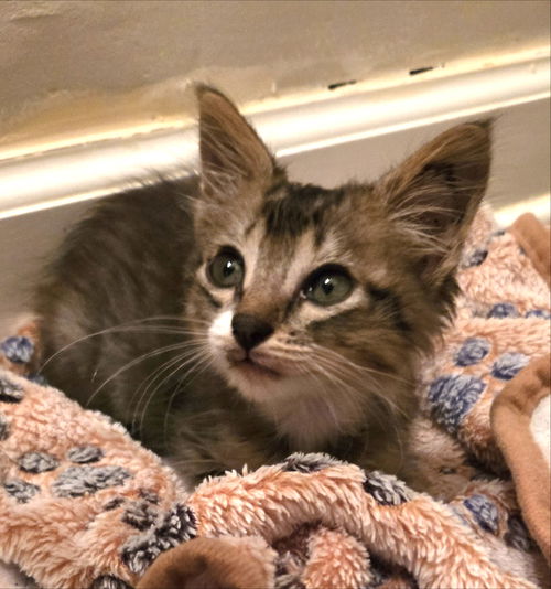picture of the cat needing adoption