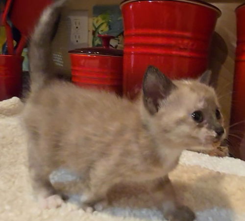 picture of the cat needing adoption