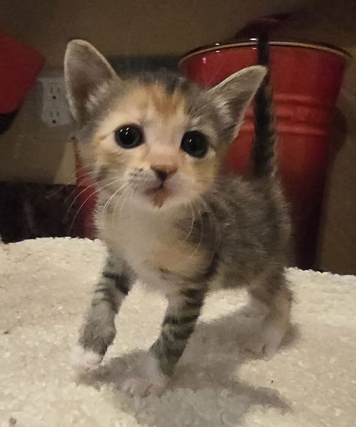 picture of the cat needing adoption