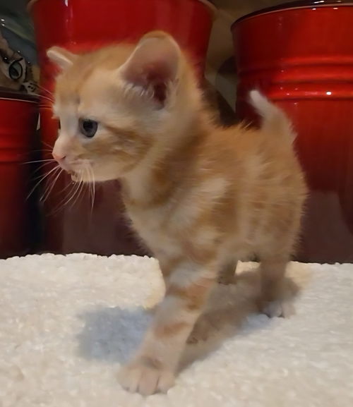 picture of the cat needing adoption