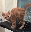 adoptable Cat in Magnolia Springs, AL named Sylvester