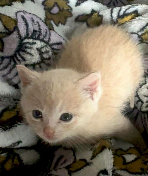 picture of the cat needing adoption