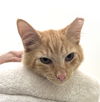 adoptable Cat in Magnolia Springs, AL named Boots