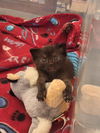 adoptable Cat in  named Nickie