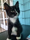 adoptable Cat in  named Gigatron