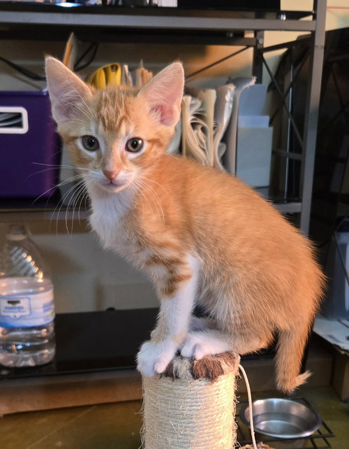 LARI - Domestic Short Hair / Tabby available for adoption