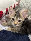 adoptable Cat in Magnolia Springs, AL named _Yoda