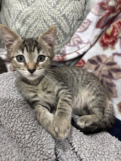 adoptable Cat in Magnolia Springs, AL named _Hans Solo