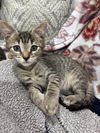 adoptable Cat in , AL named _Hans Solo
