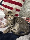 adoptable Cat in , AL named _Luke Skywalker